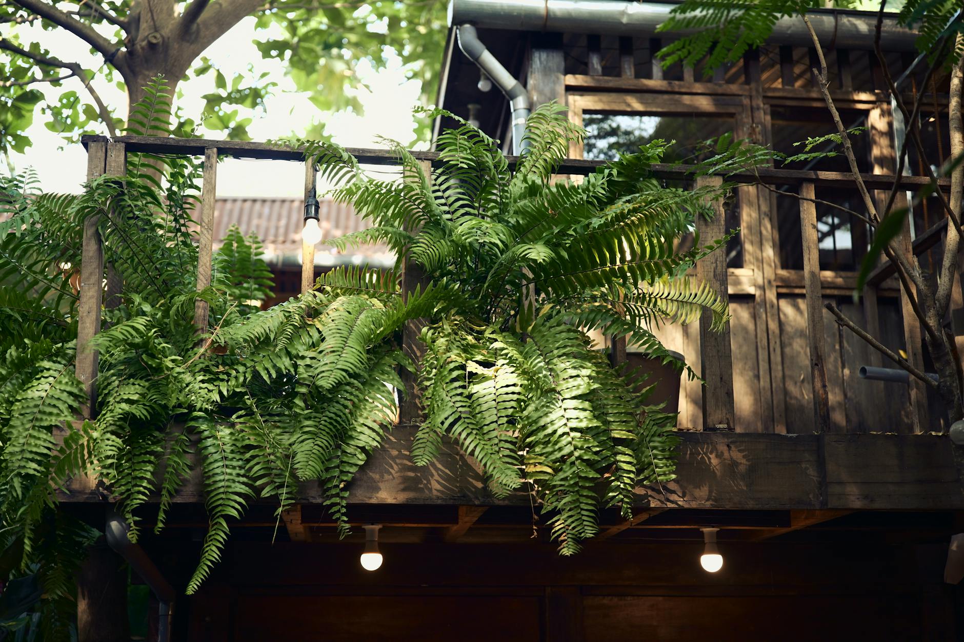 Drewniany balkon z bujnymi paprociami jako spokojne miejsce wypoczynku