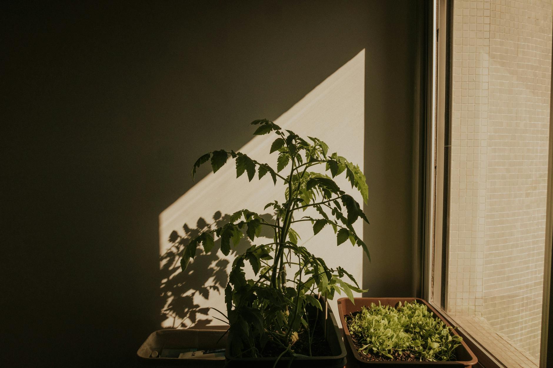 Pomidory i sałata rosnące w donicach na słonecznym parapecie